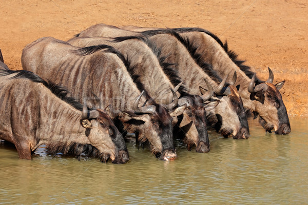 Blue wildebeest drinking Stock photo © EcoPic