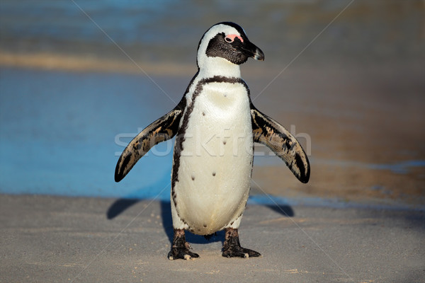 African penguin Stock photo © EcoPic