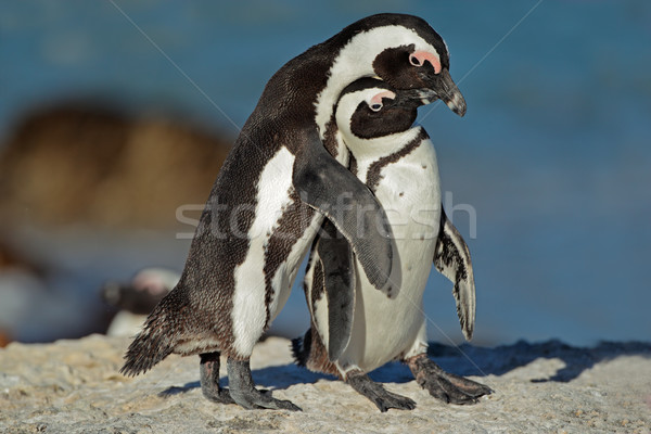 African penguins Stock photo © EcoPic