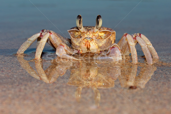 Ghost crab on beach Stock photo © EcoPic