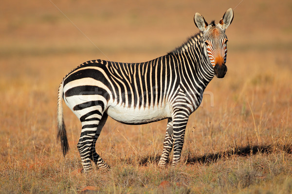 Stock fotó: Hegy · zebra · park · Dél-Afrika · természet · állat