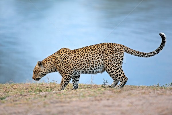 Alert leopard Stock photo © EcoPic