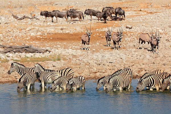 Etosha waterhole Stock photo © EcoPic