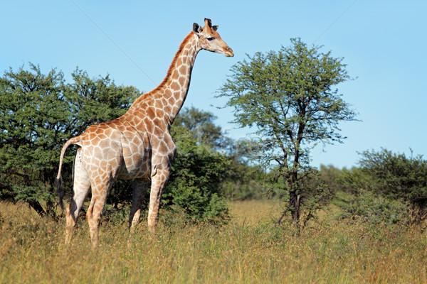 Zsiráf természetes élőhely Dél-Afrika természet fák Stock fotó © EcoPic