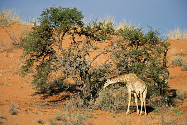 Giraffe and Acacia tree Stock photo © EcoPic