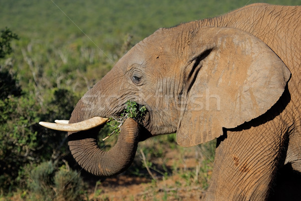 Feeding African elephant Stock photo © EcoPic