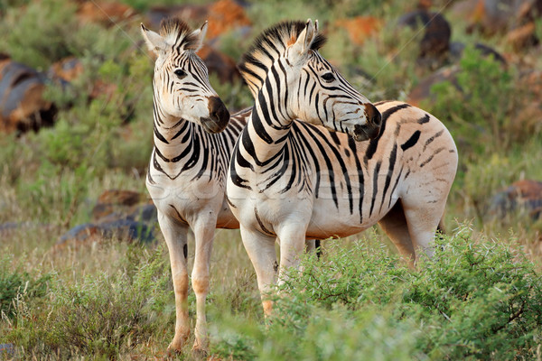Foto d'archivio: Zebre · naturale · habitat · due · Sudafrica