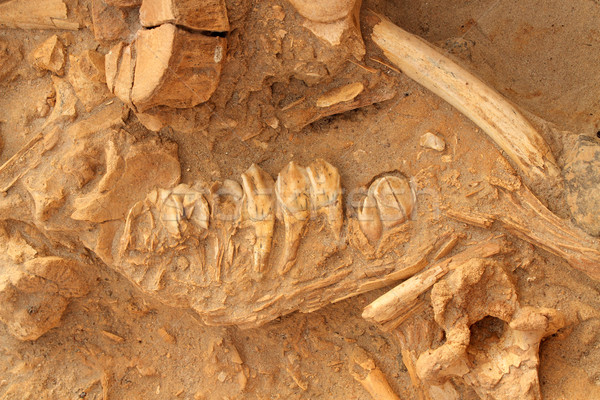 Alten fossil Kiefer Knochen fünf Jahr Stock foto © EcoPic