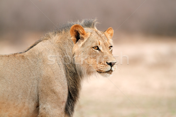 アフリカ ライオン 肖像 小さな 男性 南アフリカ ストックフォト © EcoPic