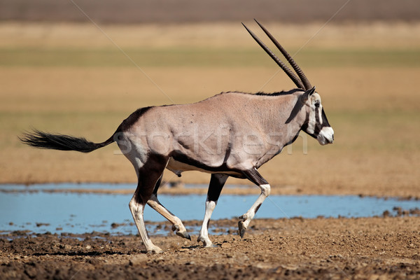 Running gemsbok antelope Stock photo © EcoPic