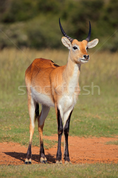  Red lechwe antelope Stock photo © EcoPic