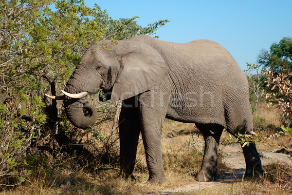 Feeding African elephant Stock photo © EcoPic