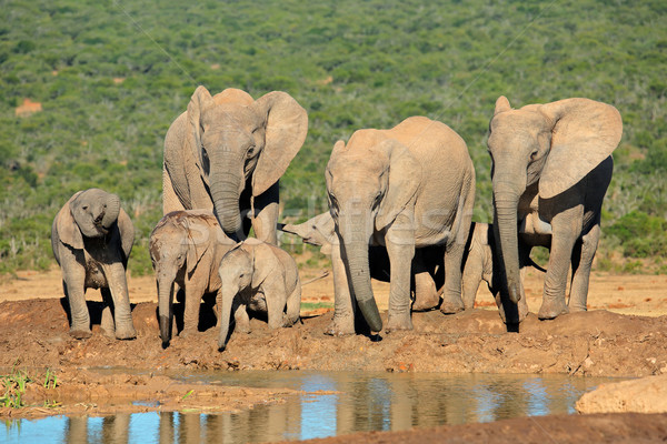 African elephant family Stock photo © EcoPic