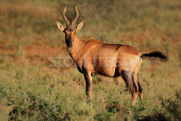 Red hartebeest Stock photo © EcoPic