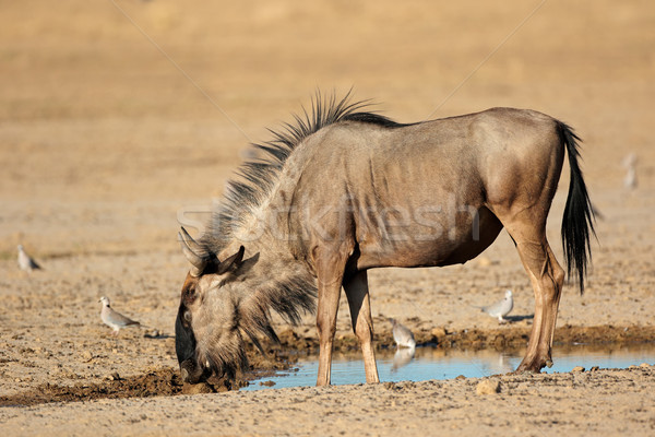 Stock photo: Blue wildebeest at waterhole