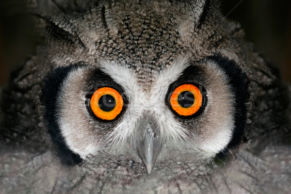Owl portrait Stock photo © EcoPic
