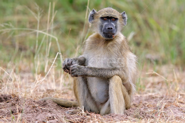 бабуин сидят парка Ботсвана южный Африка Сток-фото © EcoPic