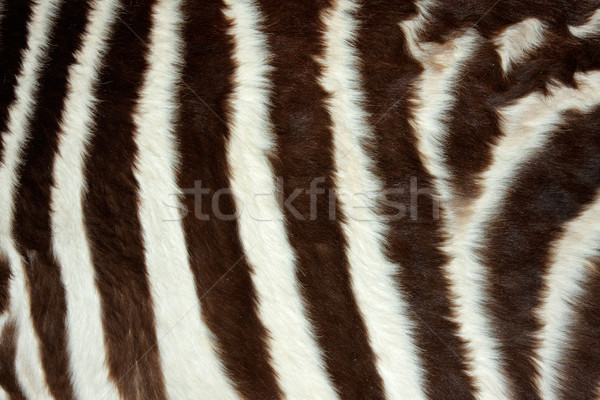 Zebra skin Stock photo © EcoPic