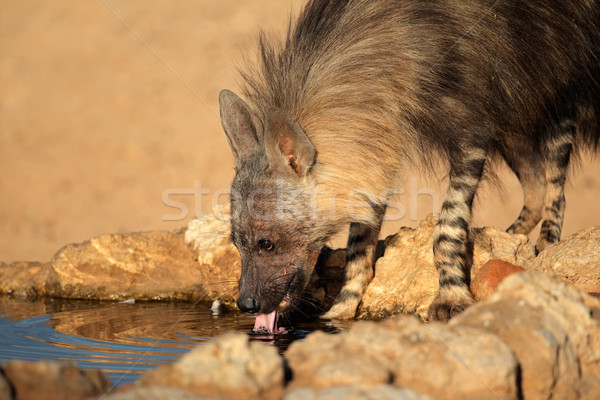 Brown hyena Stock photo © EcoPic