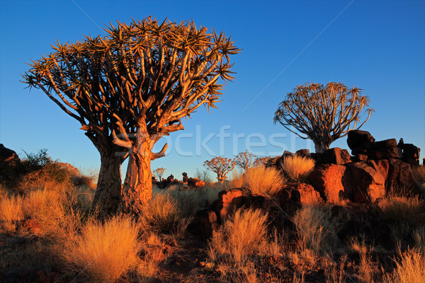 Quiver tree landscape Stock photo © EcoPic