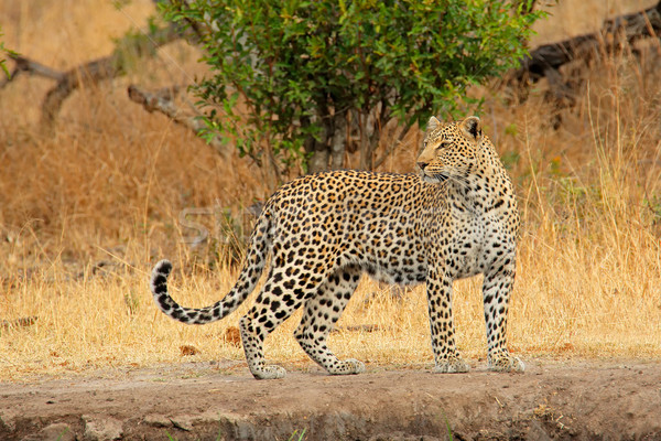 Avvisare Leopard natura riserva Sudafrica african Foto d'archivio © EcoPic