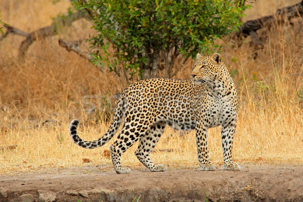 Alerta leopard natură rezerva Africa de Sud african Imagine de stoc © EcoPic