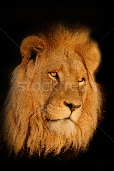 African lion portrait  Stock photo © EcoPic