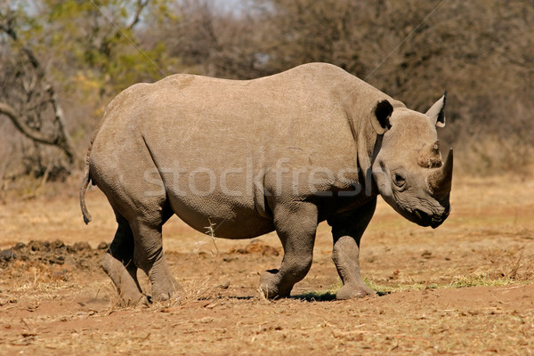 Czarny nosorożec Południowej Afryki zwierząt Afryki safari Zdjęcia stock © EcoPic