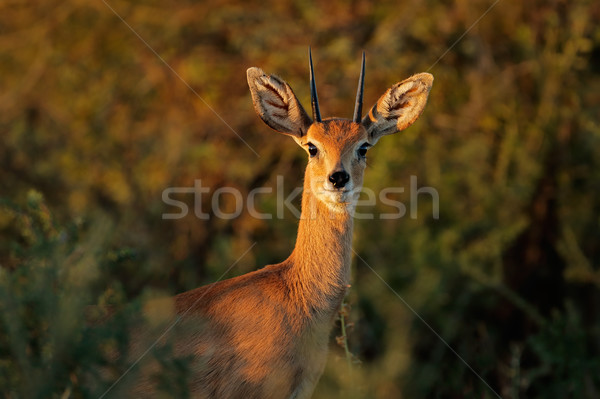 Portré férfi Dél-Afrika fej állat afrikai Stock fotó © EcoPic
