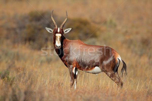 Stock photo: Blesbok antelope