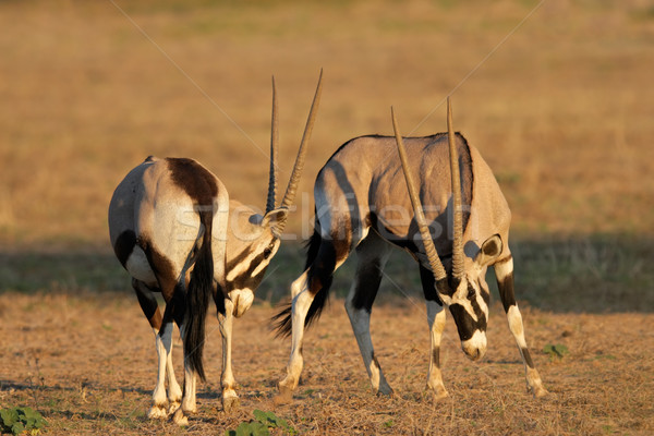 Fighting Gemsbok Stock photo © EcoPic