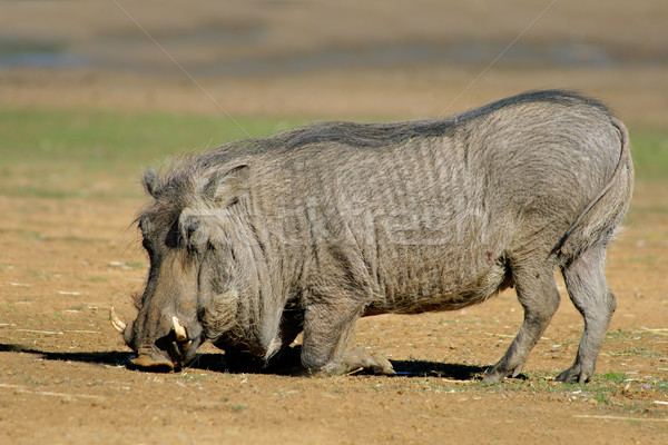 Male warthog Stock photo © EcoPic