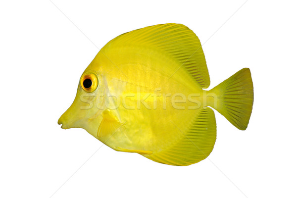 Yellow fish on white  Stock photo © EcoPic