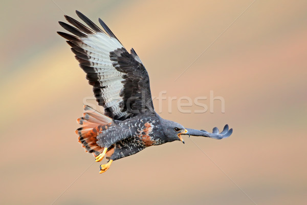 Jackal buzzard in flight Stock photo © EcoPic