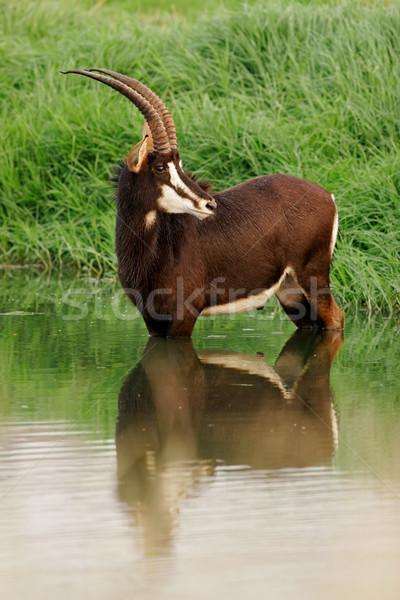 Sable antelope Stock photo © EcoPic