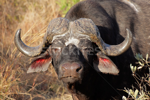 African buffalo bull Stock photo © EcoPic