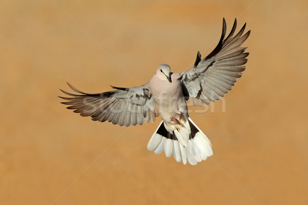 Foto d'archivio: Tartaruga · colomba · volo · deserto · Sudafrica · natura