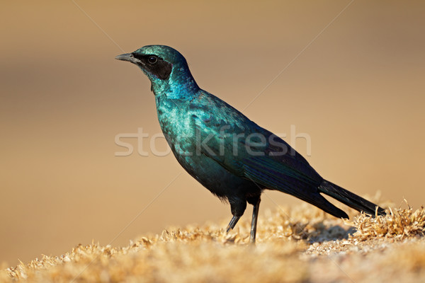 Burchells starling Stock photo © EcoPic