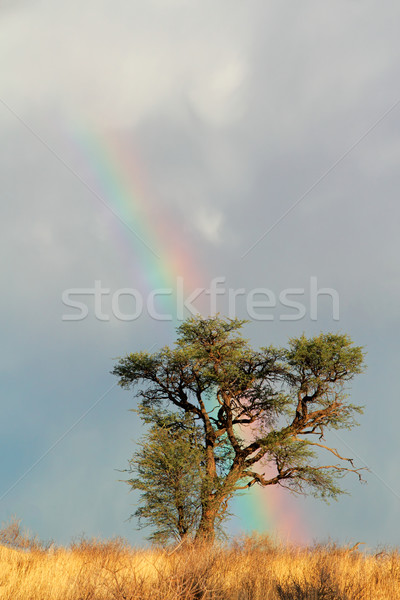 Stockfoto: Regenboog · landschap · woestijn · kleurrijk · boom · South · Africa
