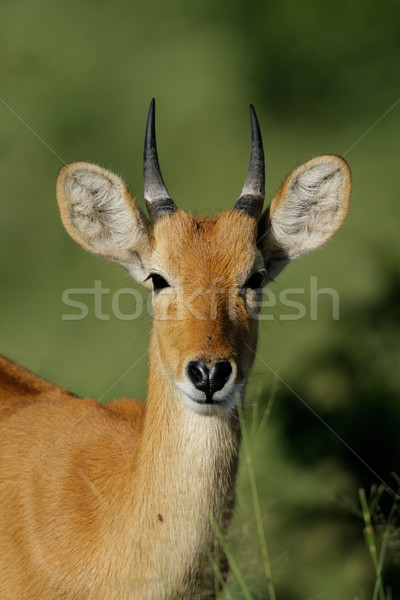 Puku antelope Stock photo © EcoPic