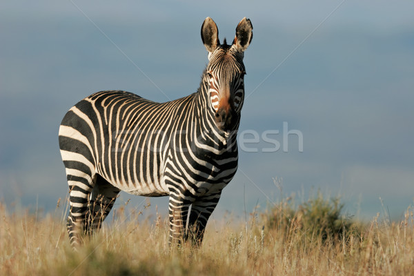 Hegy zebra veszélyeztetett park Dél-Afrika természet Stock fotó © EcoPic