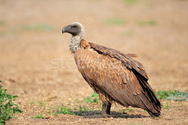 White-backed vulture Stock photo © EcoPic