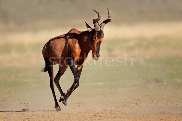 Running red hartebeest Stock photo © EcoPic