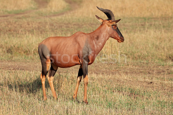 Reserve Kenia Tier african Freien Tierwelt Stock foto © EcoPic