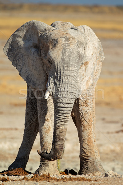 Stock photo: African elephant covered in mud