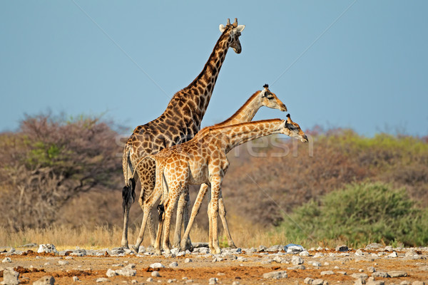 Girafele natural habitat parc Namibia cer Imagine de stoc © EcoPic