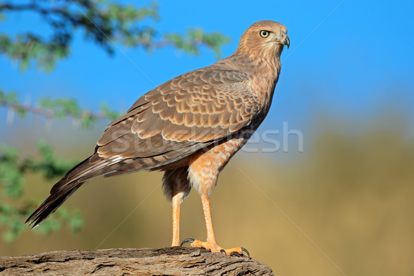 Bleek onvolwassen woestijn South Africa ogen vogel Stockfoto © EcoPic