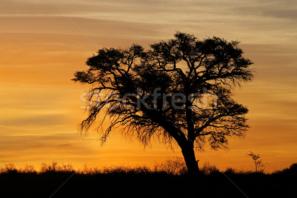 African sunset with silhouetted tree Stock photo © EcoPic