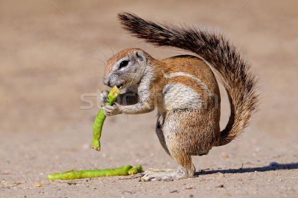 Ground squirrel Stock photo © EcoPic