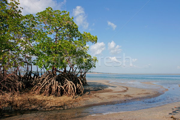 Mangrove  tree Stock photo © EcoPic